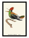 Hummingbird: Male Trochilus Ornatus Posters by Sir William Jardine
