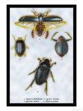 Beetles: Dytiscus Dimidiatus, Gyrinus Nalator Posters by Sir William Jardine