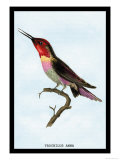 Hummingbird: Trochilus Anna Posters by Sir William Jardine
