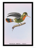 Hummingbird: Female Trochilus Ornatus Prints by Sir William Jardine
