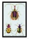 Beetles: Calosoma Sycophanta, Elaphrus Raperius Print by Sir William Jardine