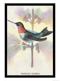 Hummingbird: Trochilus Colubris Print by Sir William Jardine