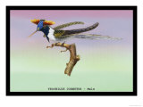 Hummingbird: Male Trochilus Cornutus Photo by Sir William Jardine