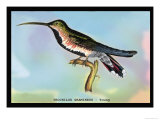 Hummingbird: Trochilus Gramineus Poster by Sir William Jardine
