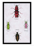 Beetles from North and South America and Spain Photo by Sir William Jardine