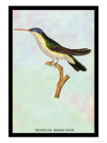 Hummingbird: Trochilus Quadricolor Poster by Sir William Jardine