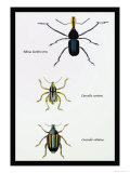 Beetles: Rhina Barbirostris, Curculio Cuvieru and C. Vittatus Posters by Sir William Jardine