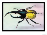 Horned Beetle Posters by Sir William Jardine