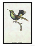 Hummingbird: Trochilus Prasina Posters by Sir William Jardine