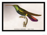 Hummingbird: Trochilus Gramineus Posters by Sir William Jardine