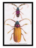 Beetles: Prianus Corticinus and Lanhonocerus Harbicarnis Prints by Sir William Jardine