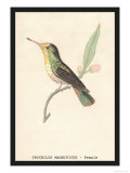 Hummingbird: Female Trochilus Magnificus Print by Sir William Jardine
