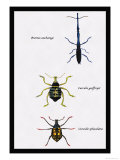 Beetles: Brentus Anchorago, Curculio Geoffroy Prints by Sir William Jardine