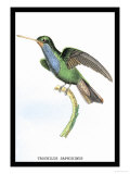 Hummingbird: Trochilus Saphirinus Poster by Sir William Jardine