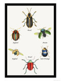 Beetles of Brazil, Britain, England and Saint Domingo Prints by Sir William Jardine