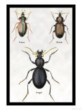 Beetles of Senegal, Britain and France Prints by Sir William Jardine