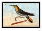 Hummingbird: Ramphodon Naevius Print by Sir William Jardine