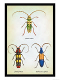 Beetles: Lamia Ornata, L. Formosa and Desmocerus Cyaneus Prints by Sir William Jardine