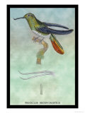 Hummingbird: Trochilus Recurvirostris Prints by Sir William Jardine