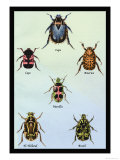 Beetles of Cape, America, Manilla, N. Holland and Brazil Posters by Sir William Jardine
