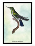 Hummingbird: Trochilus Avocetta Posters by Sir William Jardine