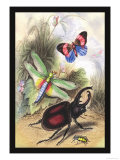 Butterfly, Dragonfly, and Beetles Poster by James Duncan