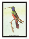 Trochilus Multicolor Posters by Sir William Jardine