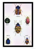 Beetles of Barbary and the Americas Posters by Sir William Jardine