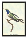 Hummingbird: Trochilus Dupontii Posters by Sir William Jardine