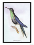 Humming-Bird Posters by Sir William Jardine