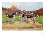 Group of Gascon-Saintongeois Foxhound Crosses Photo by Baron Karl Reille