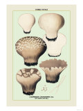 Edible Fungi: Cup Shaped Puff-Ball Posters