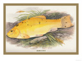 Golden Tench Posters by A.f. Lydon