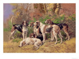 Poitou Hounds Posters by Baron Karl Reille