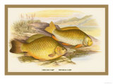 Crucian and Prussian Carp Posters by A.f. Lydon