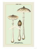 Edible Fungi: Parasol Mushroom Print
