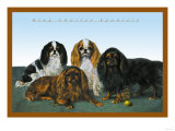 King Charles Spaniels Poster