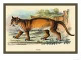 Puma Photo by Sir William Jardine