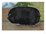 Champion Sow Photo