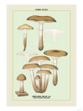Edible Fungi: Honey-Colored Armillaria Photo