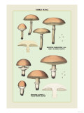 Edible Fungi: Boletus Luteus and Subluteus Posters