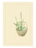 Narcissus Photo by Sofu Teshigahara