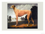Greyhound on a Parkland Landscape Prints by Christine Merrill