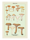 Edible Fungi: Involute Paxillus Posters