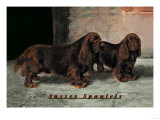 Two Champion Sussex Spaniels Prints