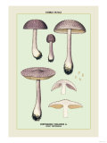 Edible Fungi: Violet Cortinarius Prints