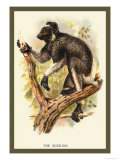 The Edrina Posters by Sir William Jardine