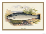 Salmon Trout Prints by A.f. Lydon