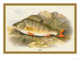Perch Photo by A.f. Lydon