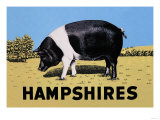Hampshires - Reprodüksiyon